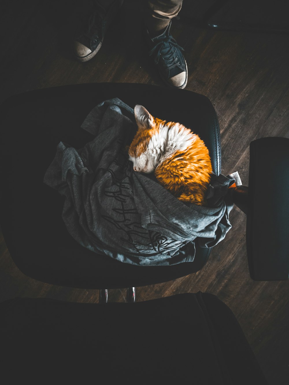 white and brown cat lying on black rolling chair