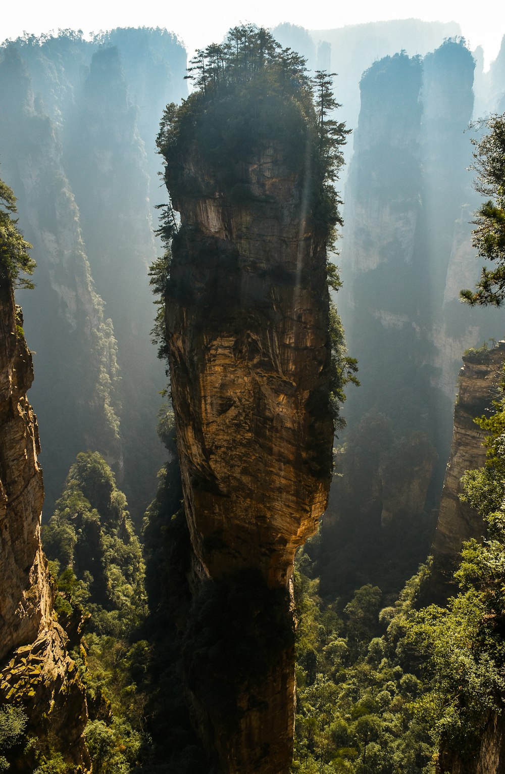 alberi verdi sulla scogliera marrone