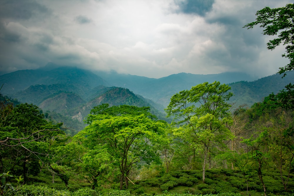 alberi a foglia verde e vista sulle montagne durante il giorno