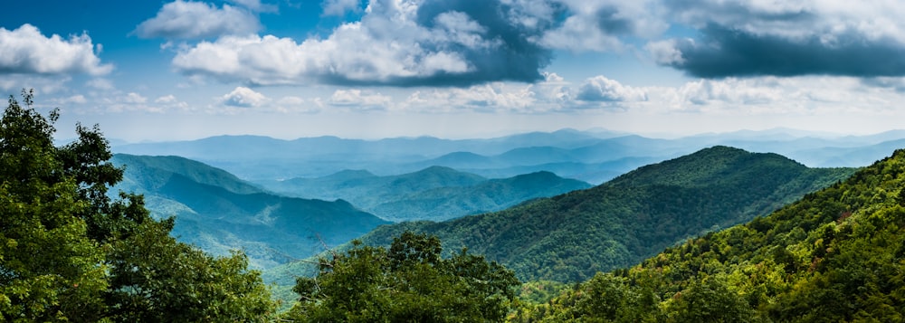 green-leafed trees near mountain at daytime