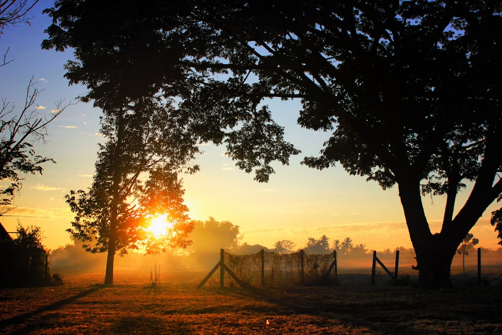 silhouette of tree during golden hour