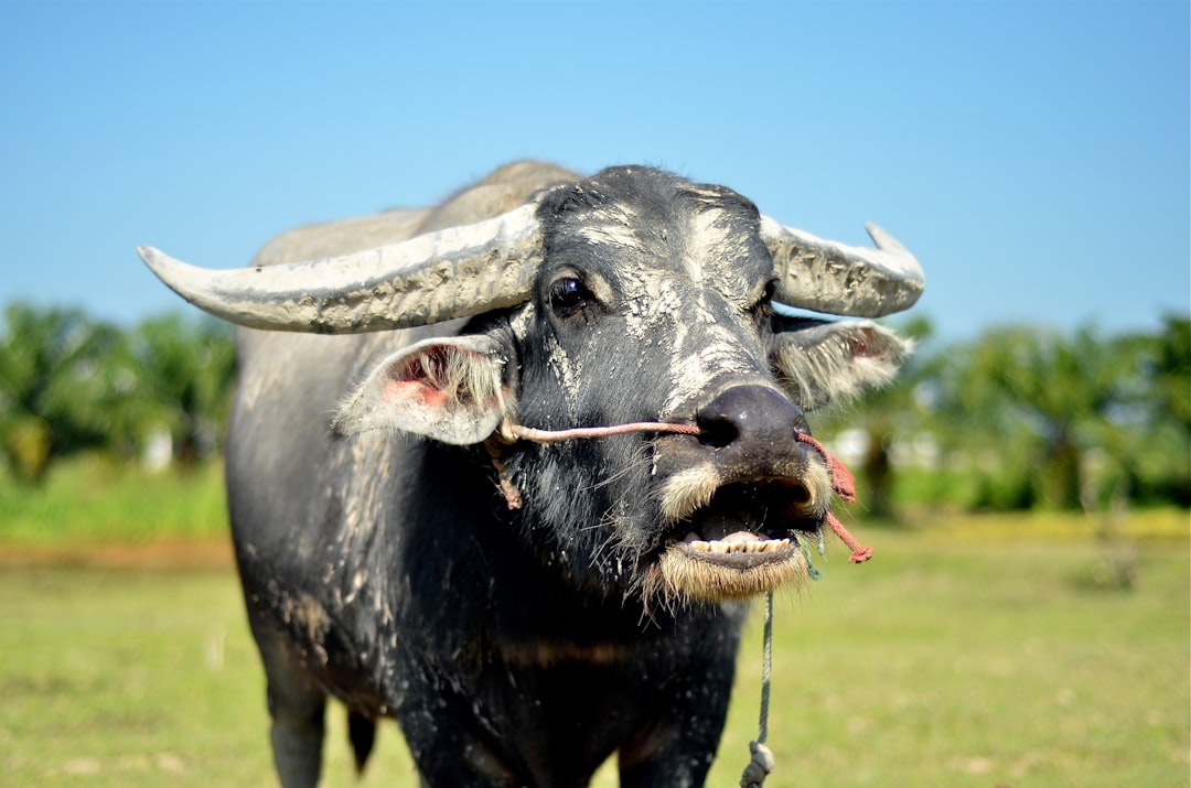 Unique culture. Buffalo Horn. The number of the Buffalo on the Horns.