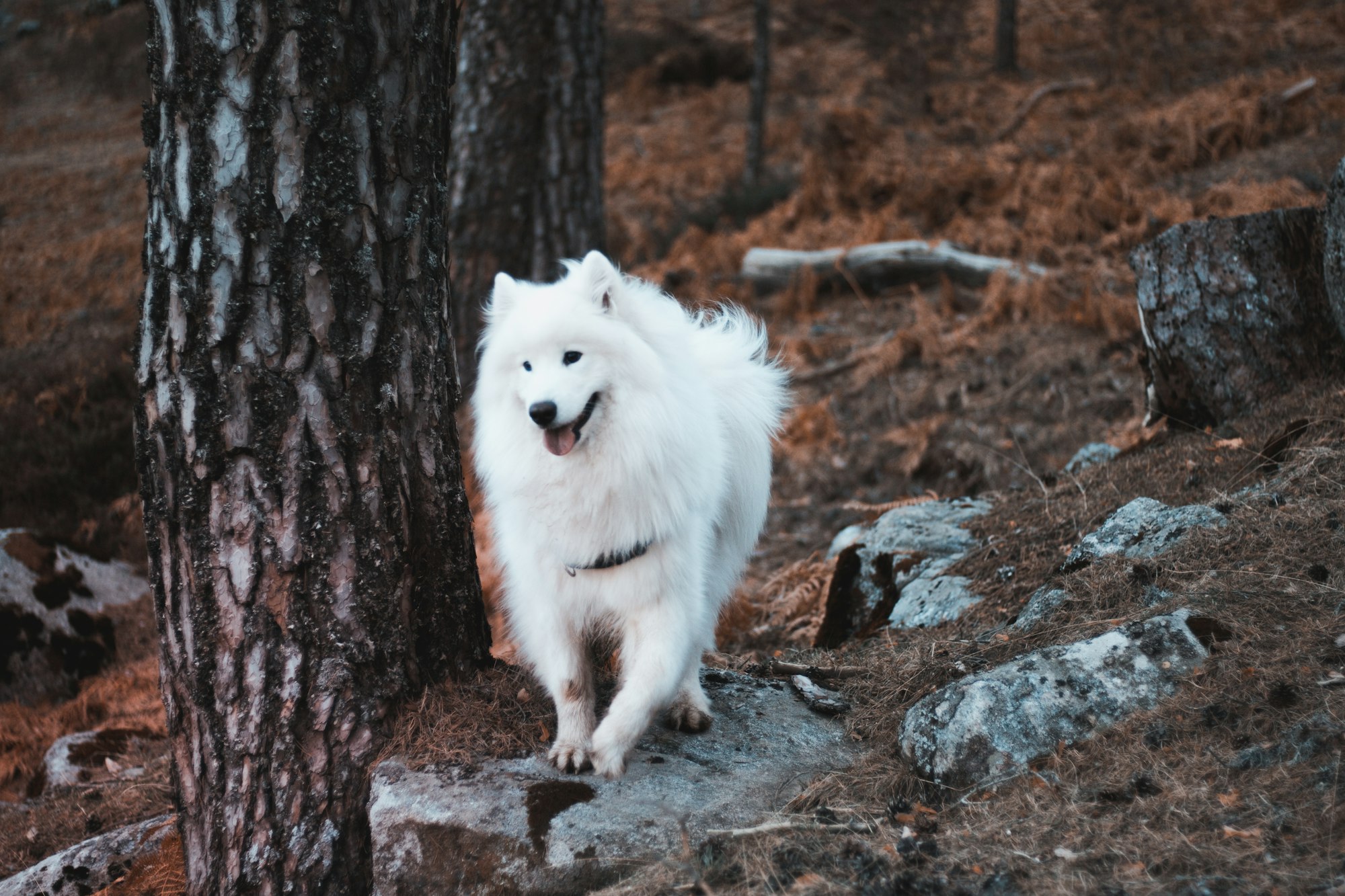 samoyed