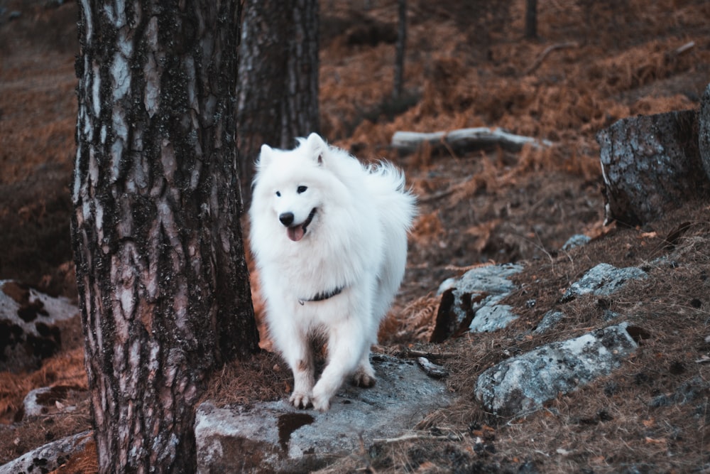 adult Samoyed standing beside tree during daytime