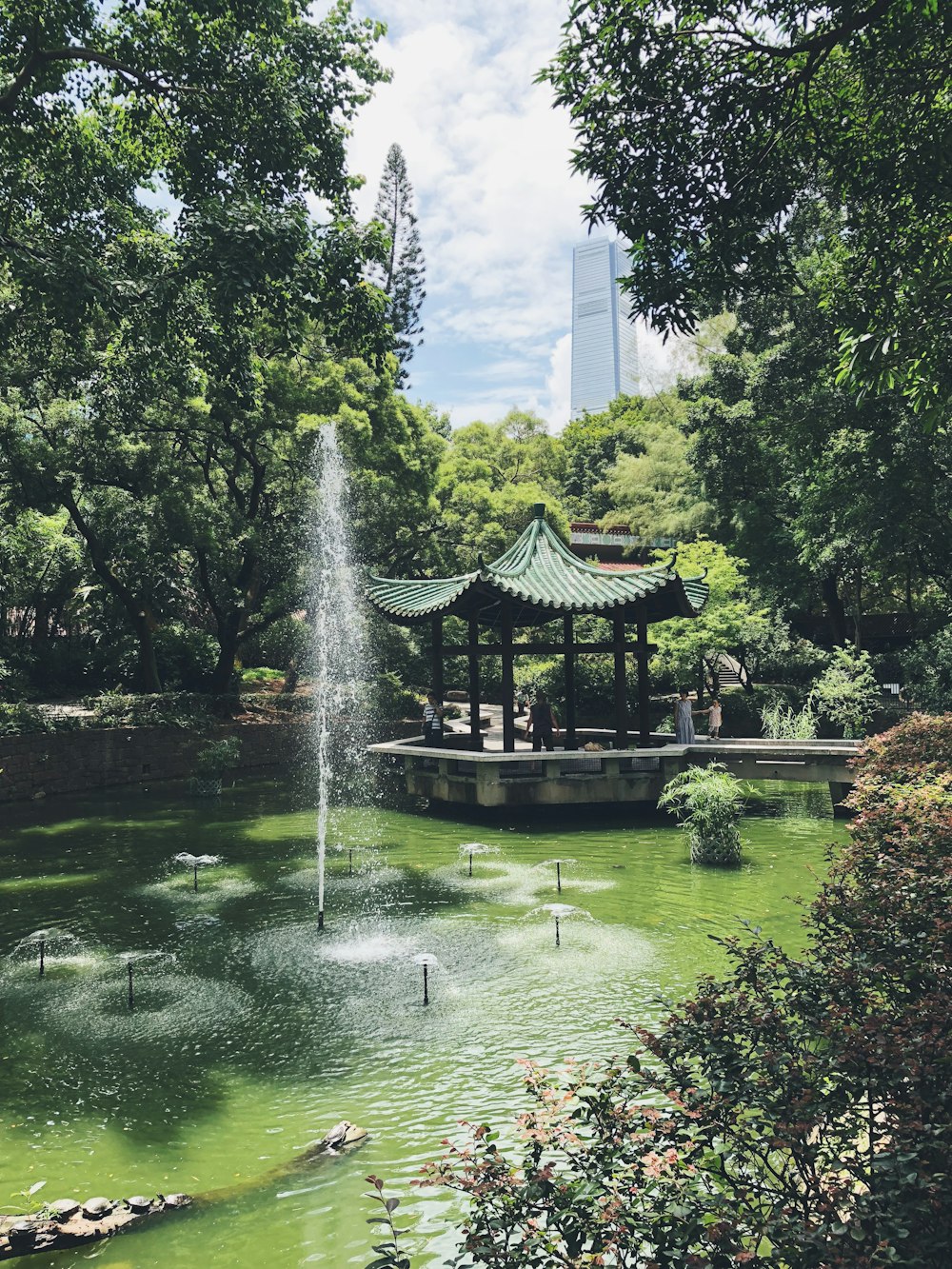 pond and green-leafed trees