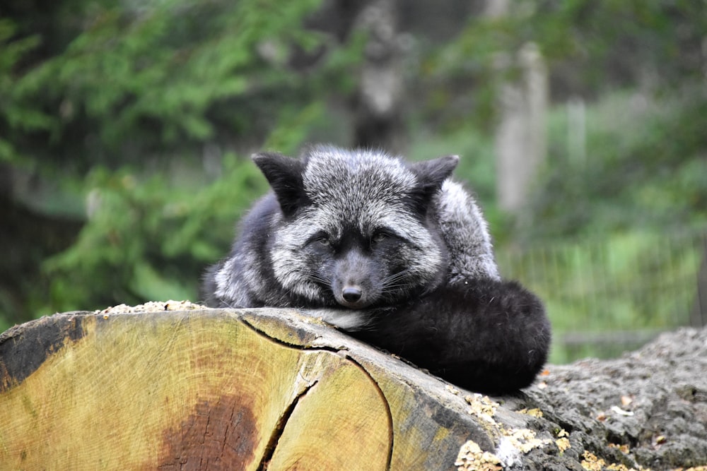 gray fox on tree trunk