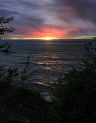 plant near sea during golden hour