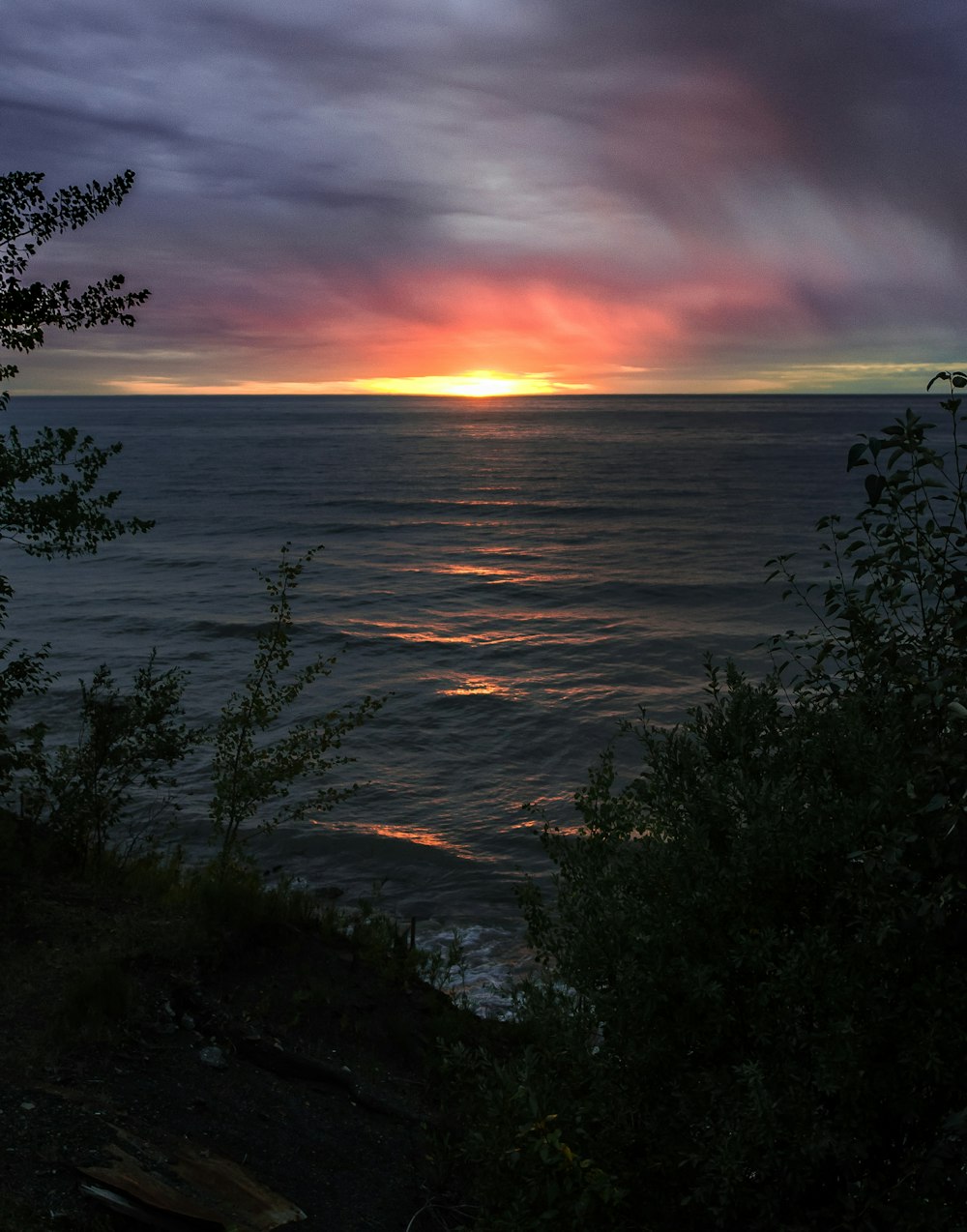 plant near sea during golden hour