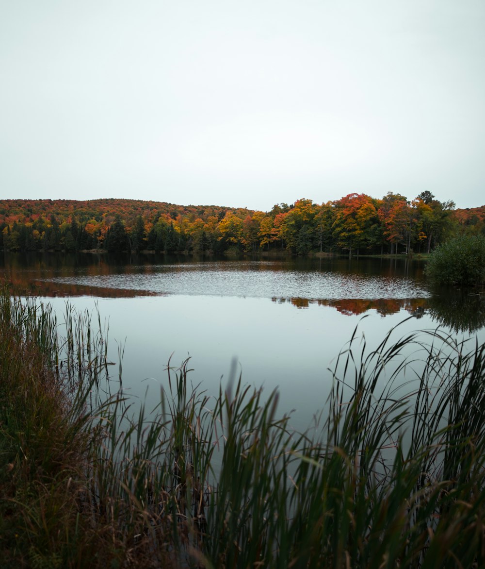 grass near body of water during daytime