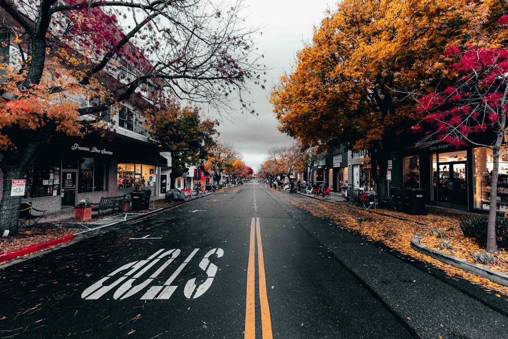 road between trees under gray sky