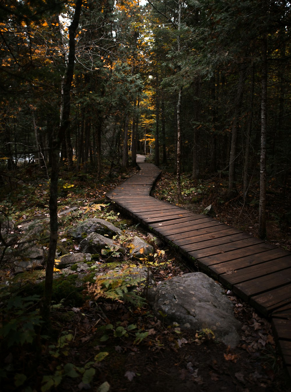 empty pathway through the woods