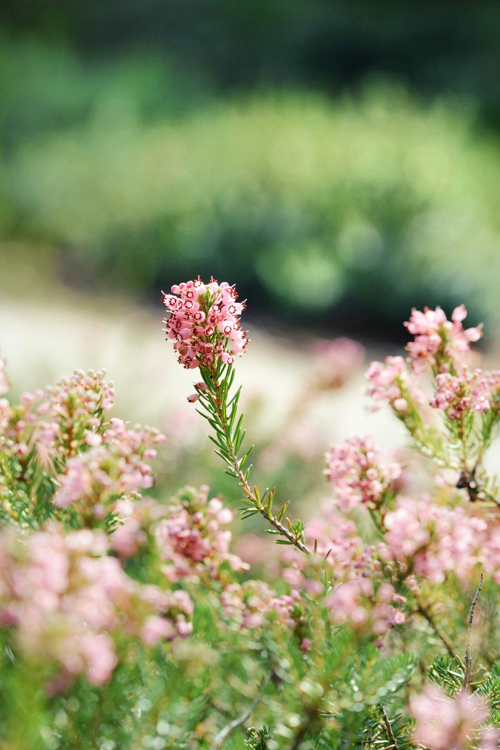 selective focus photography of pink flower field during daytime