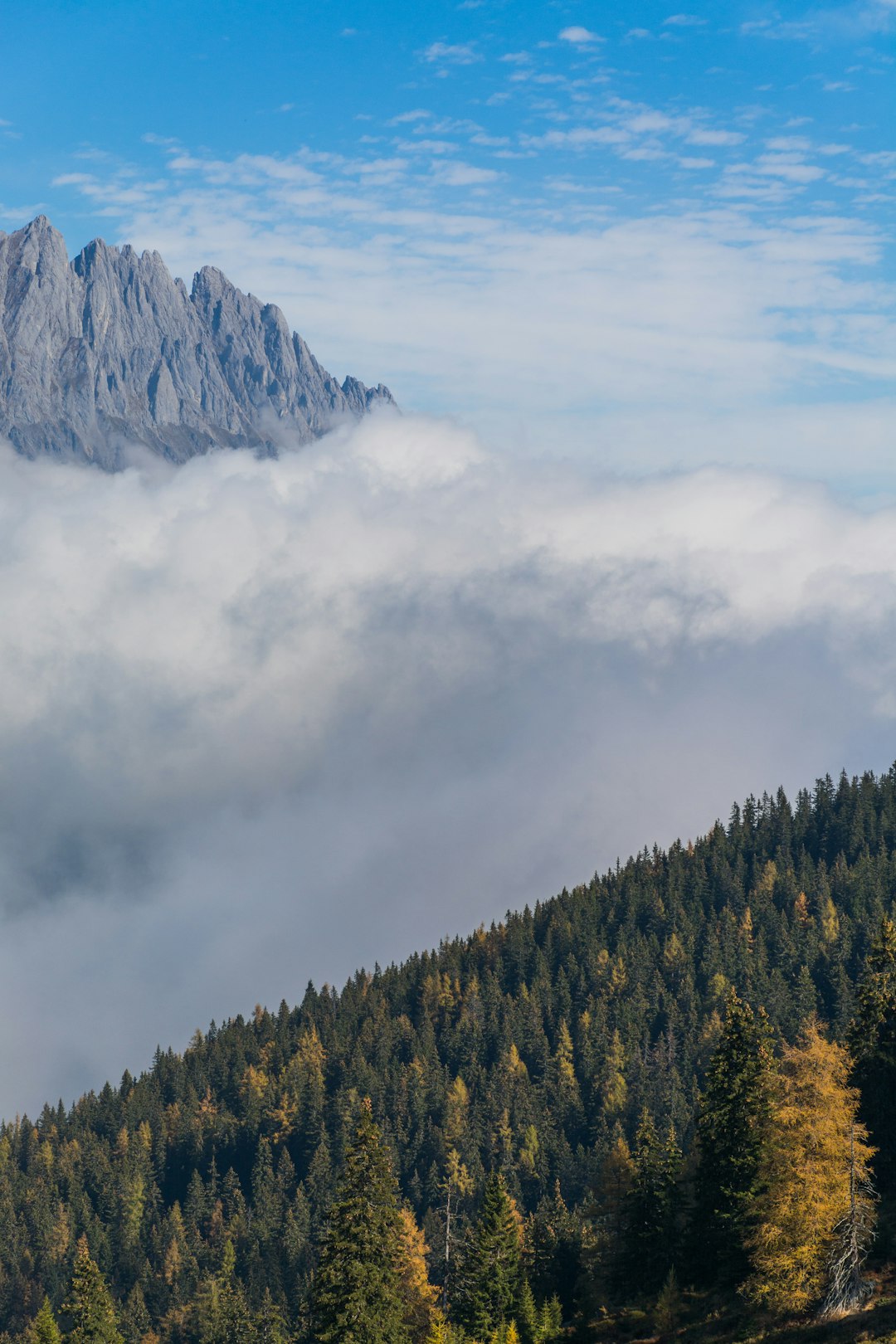 trees and mountain covered by cloud during daytime