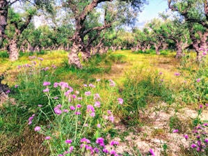 A high-quality olive grove showcasing lush green trees.