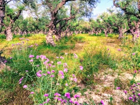 An expansive olive grove with gnarled, twisting tree trunks and vibrant, green foliage. The forest floor is covered with lush greenery and scattered with purple wildflowers, suggesting a diverse natural setting. Sunlight filters through the leaves, creating dappled patterns on the ground.