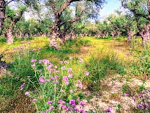 An expansive olive grove with gnarled, twisting tree trunks and vibrant, green foliage. The forest floor is covered with lush greenery and scattered with purple wildflowers, suggesting a diverse natural setting. Sunlight filters through the leaves, creating dappled patterns on the ground.