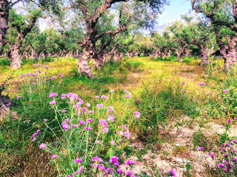 An expansive olive grove with gnarled, twisting tree trunks and vibrant, green foliage. The forest floor is covered with lush greenery and scattered with purple wildflowers, suggesting a diverse natural setting. Sunlight filters through the leaves, creating dappled patterns on the ground.
