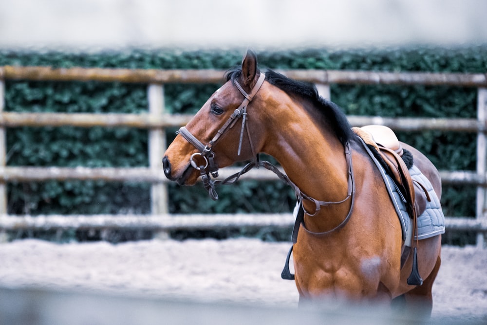 Caballo marrón