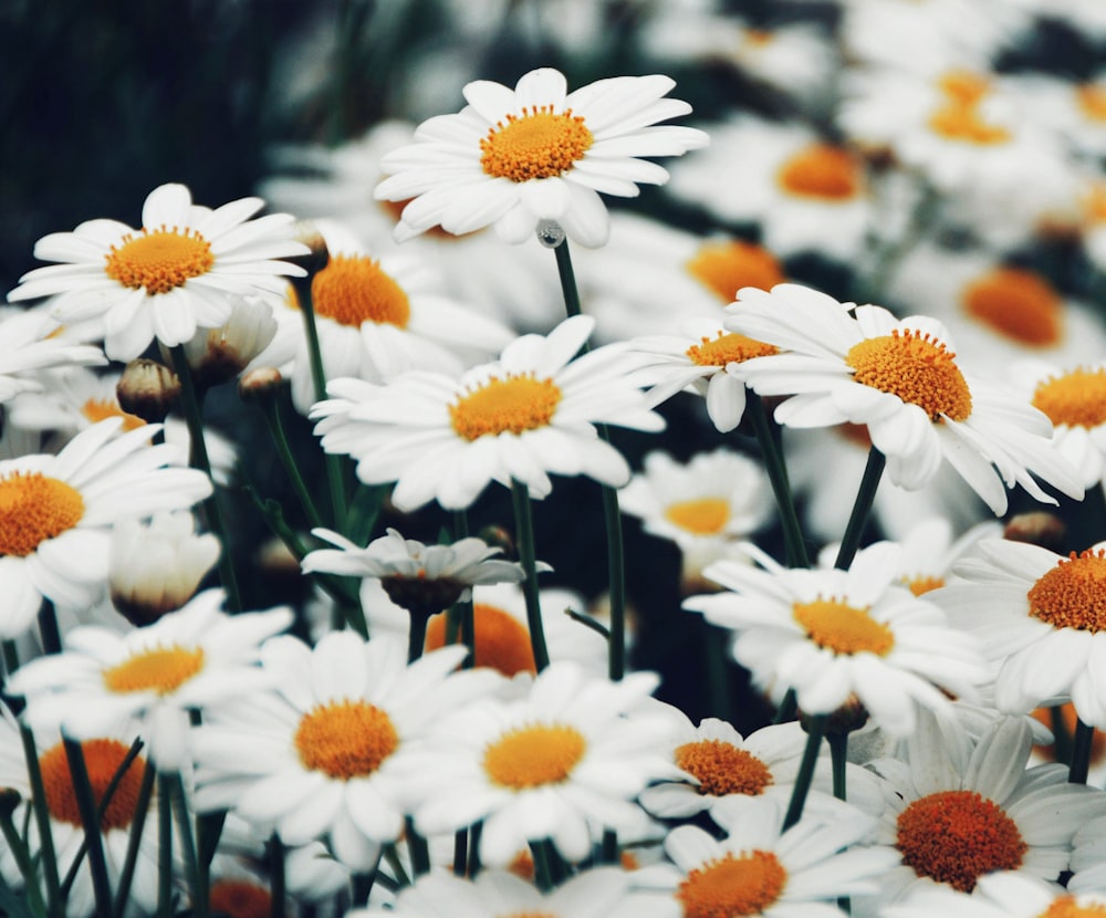 selective focus photography of daisy flower field