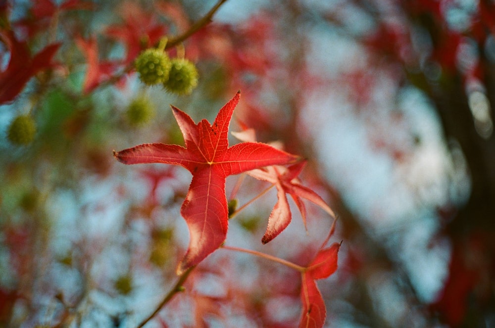 red petaled flower in close up photo