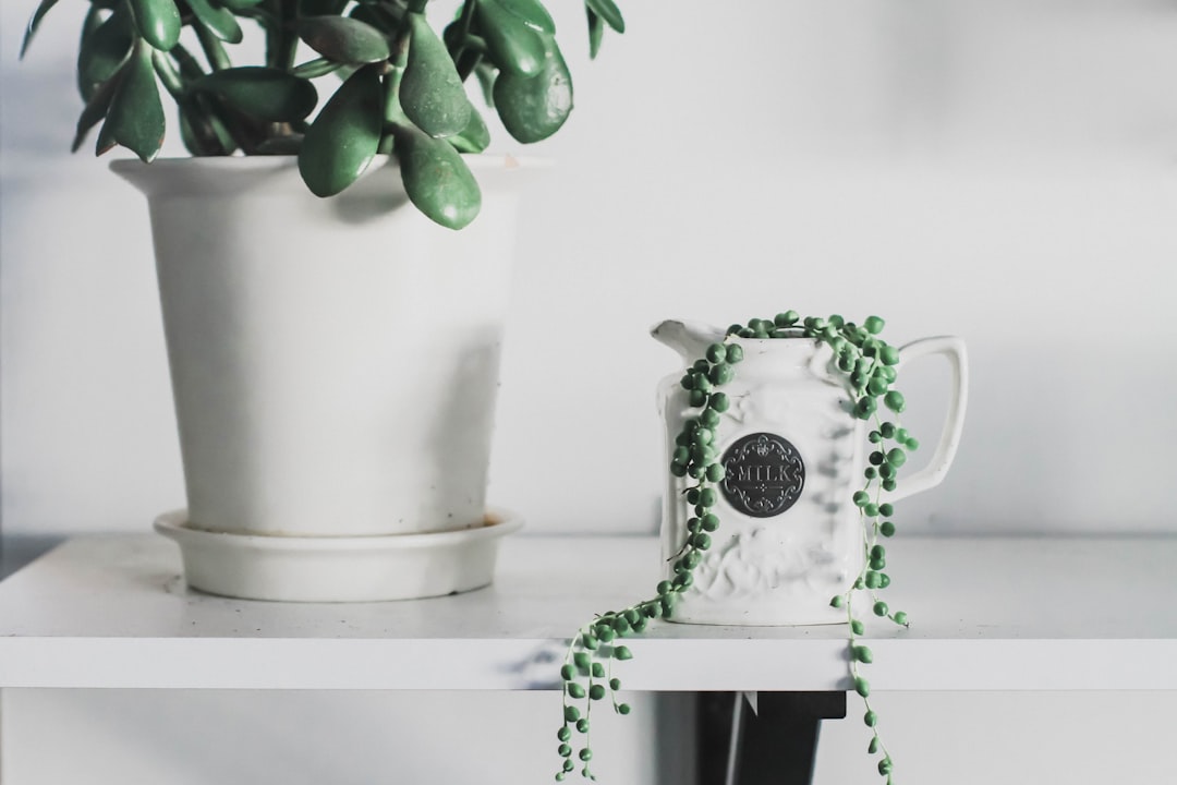 green-leafed plant on teapot vase