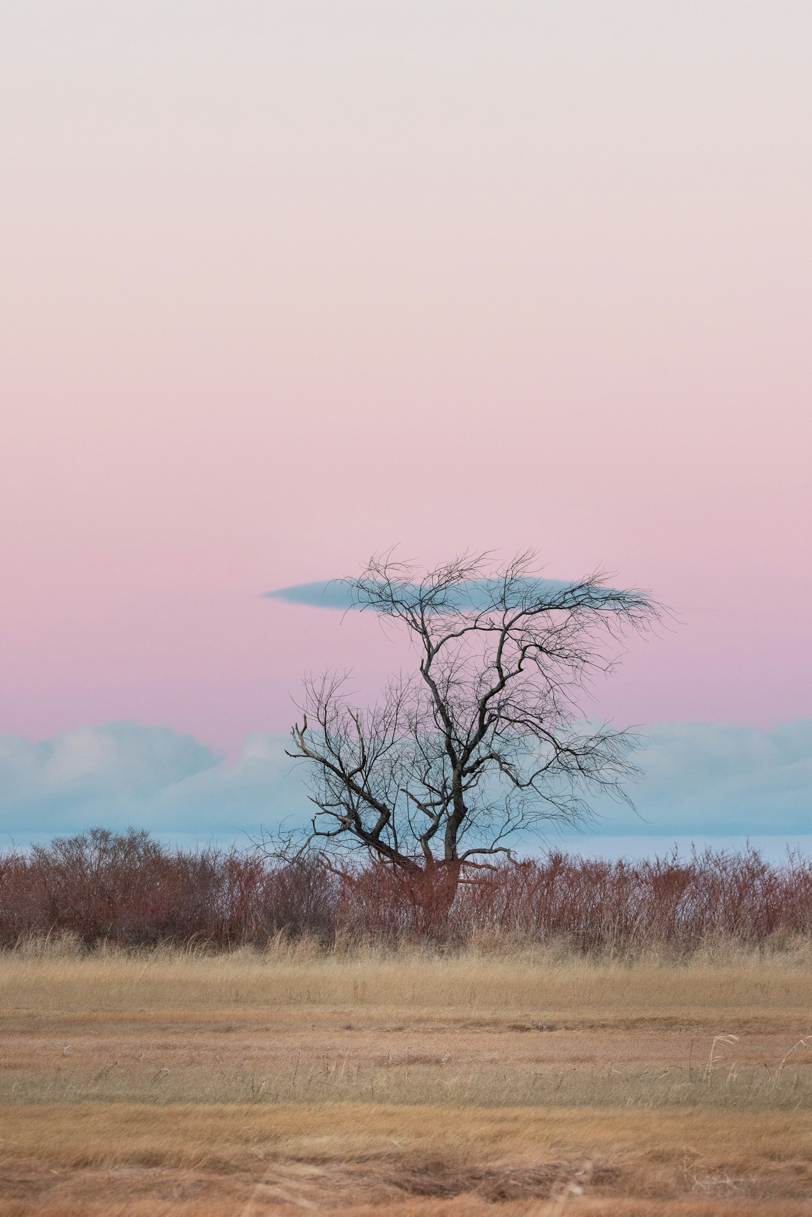 Sigma 150mm f/2.8 EX DG OS HSM APO Macro sample photo. Lone tall tree across photography