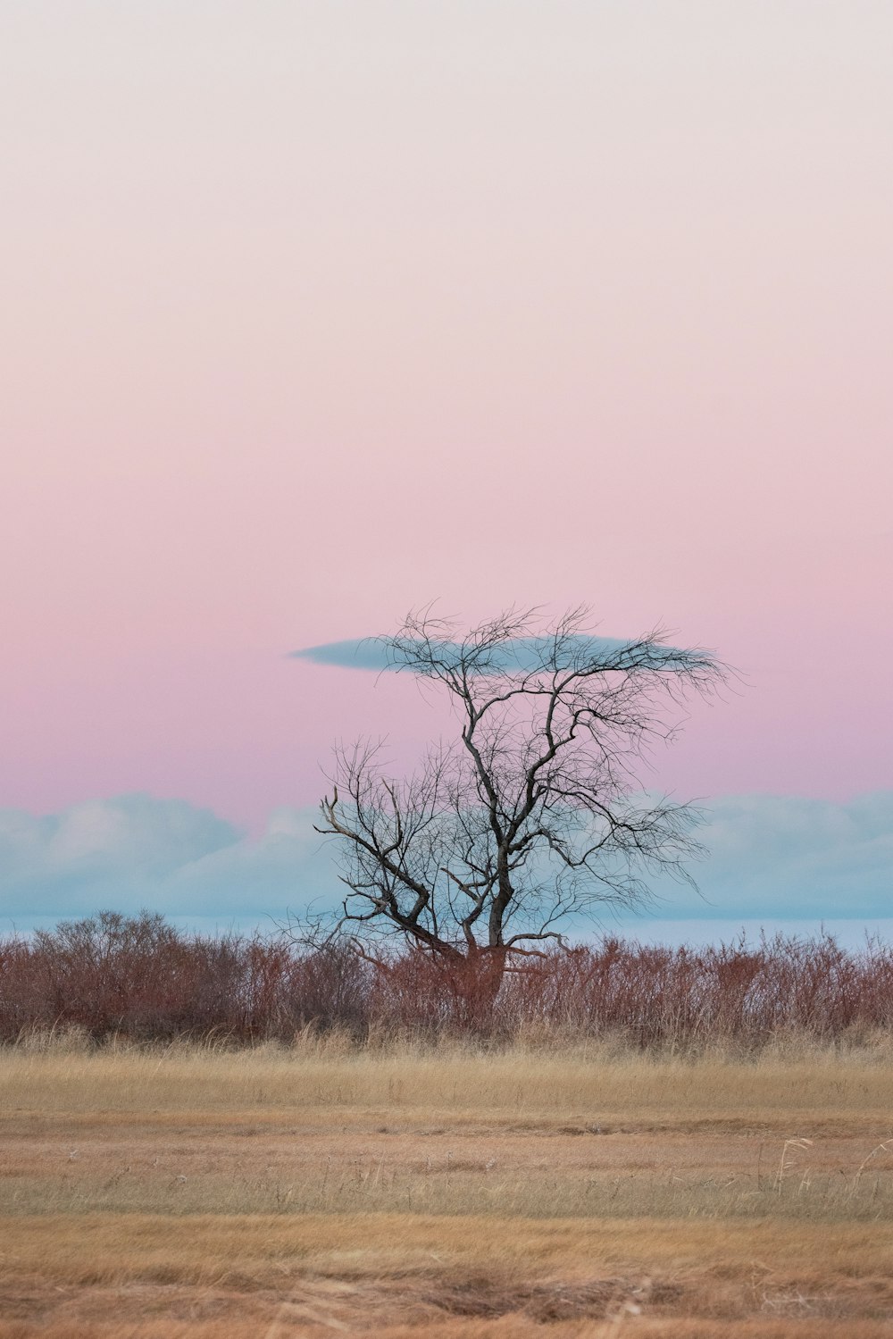 ピンク色の空の下、茶色の草原を横切る一本の背の高い木