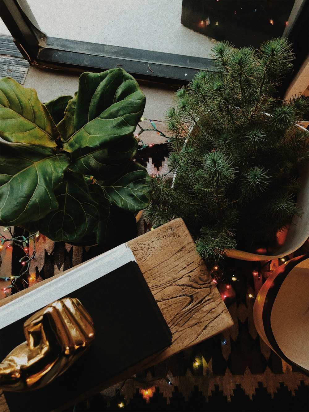 two green indoor plants beside brown wood