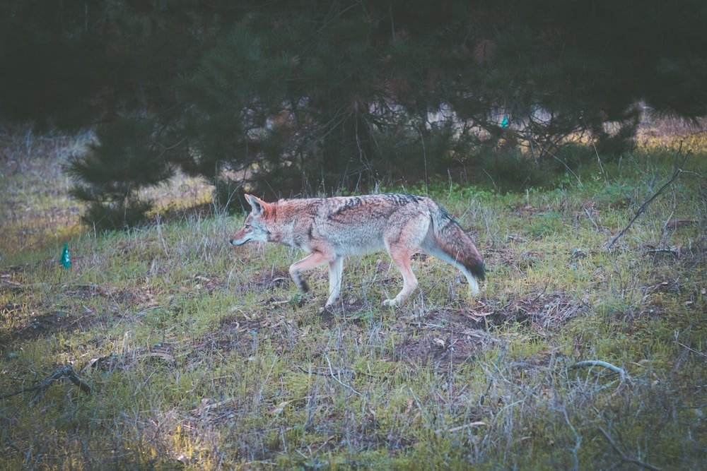 brown wolf beside green plant