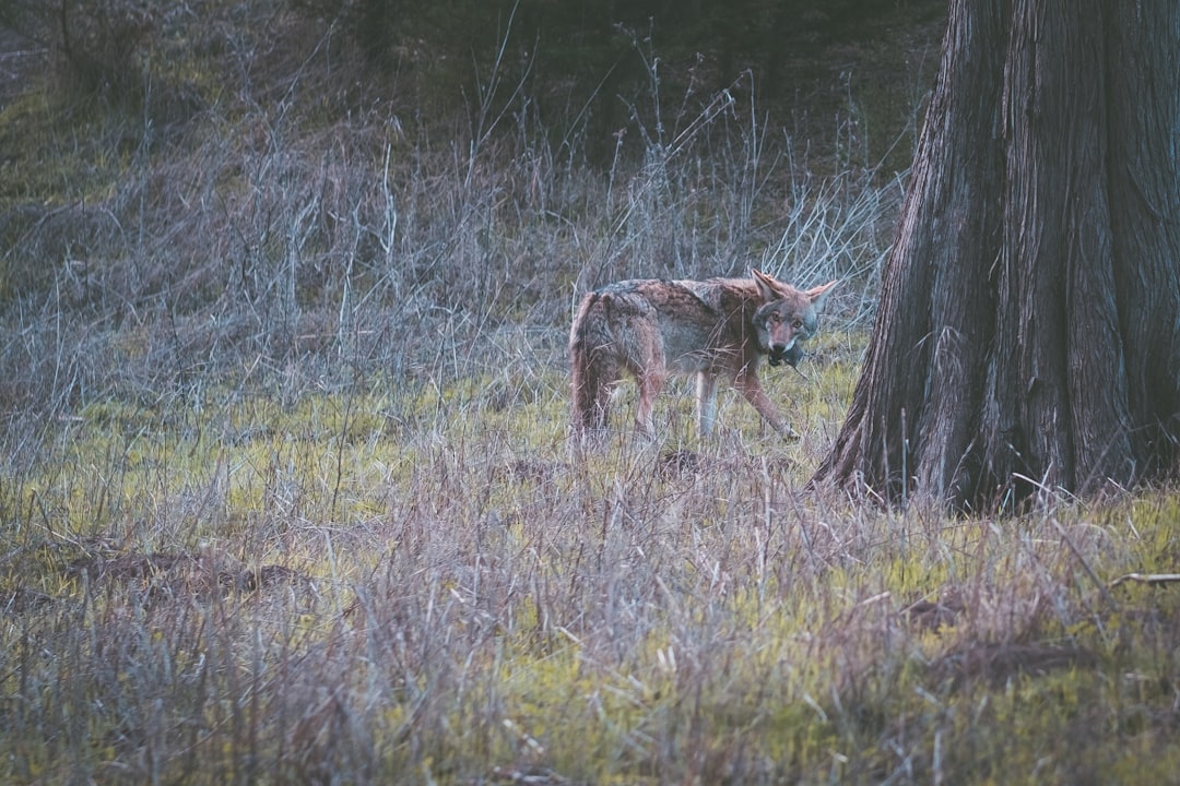 brown and gray wolf walking beside tree during daytime