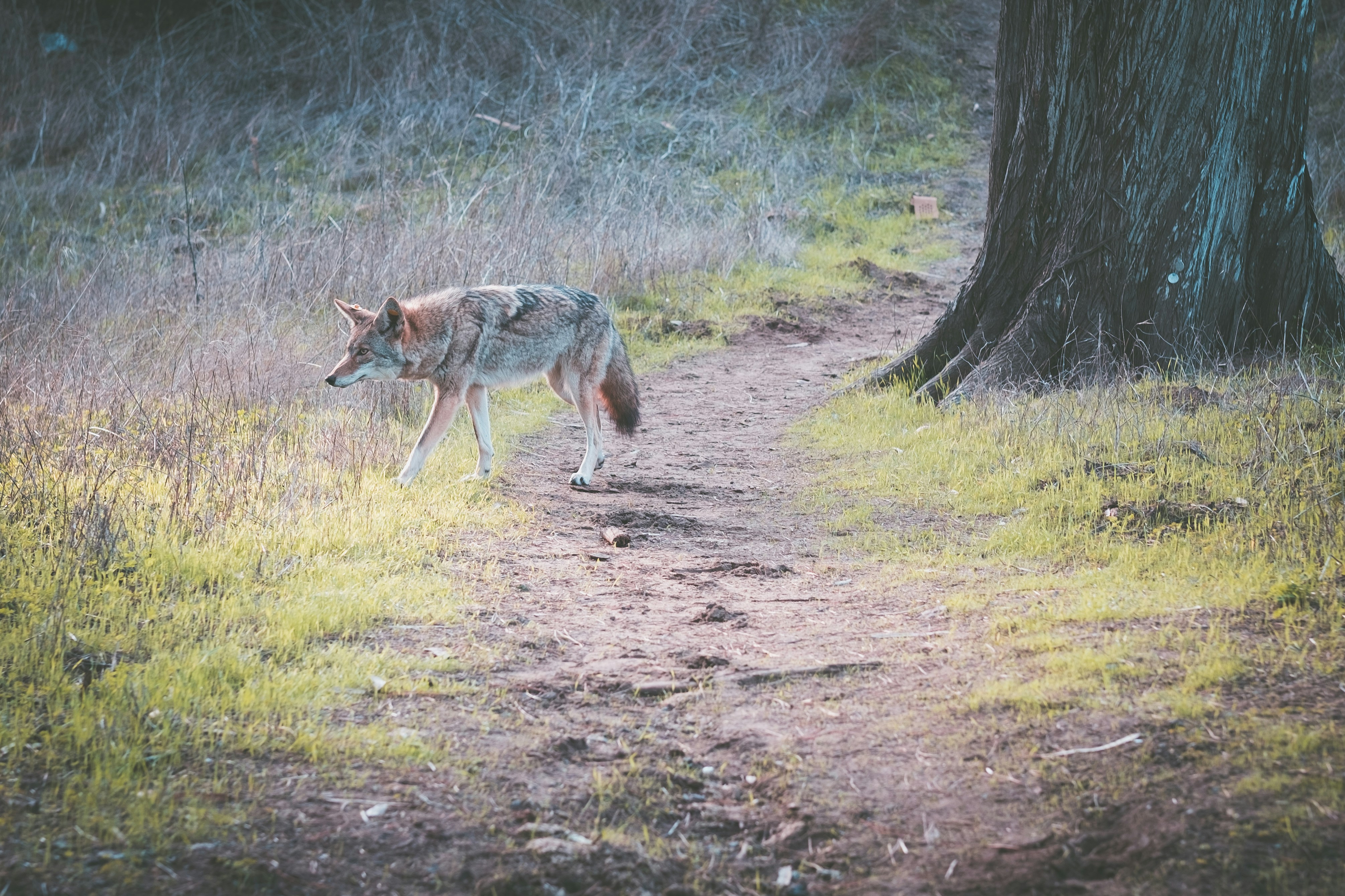 Costs of Coyote Eradication in California and Texas