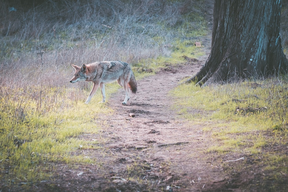 loup brun à côté de l’arbre