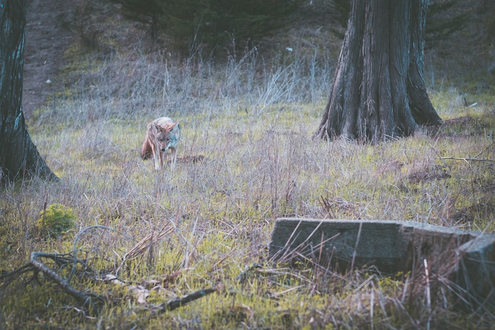 brown wolf on grass field near treees