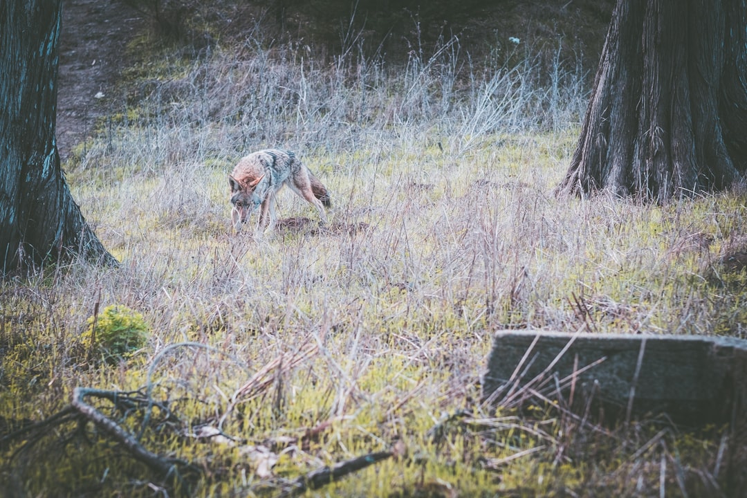 fox in between 2 trees during daytime