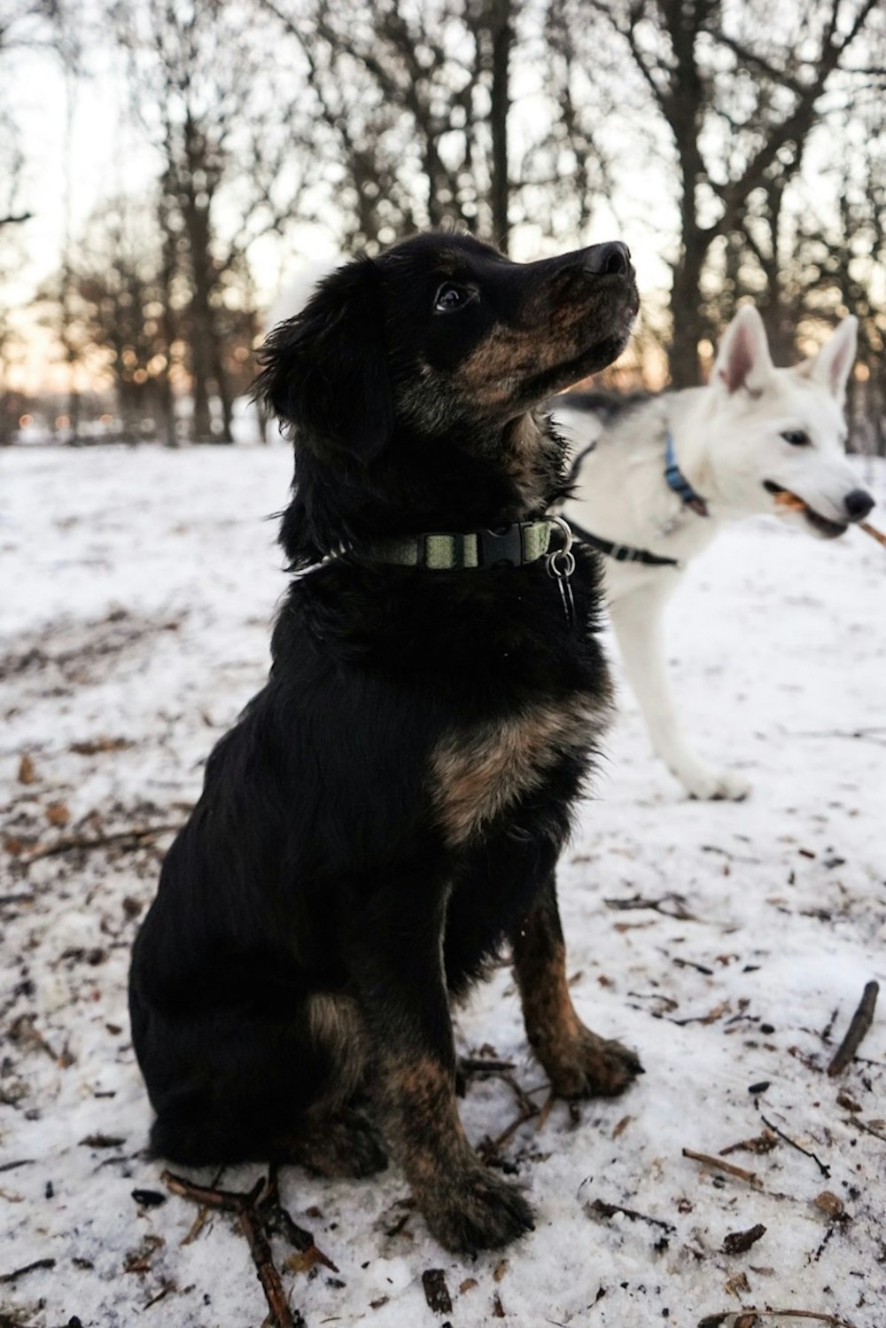 two black and white dogs sitting on white surface