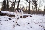 A playful dog running through a sunlit forest in Lüdinghausen.