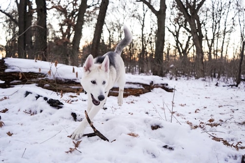 A playful dog running through a sunlit forest in Lüdinghausen.
