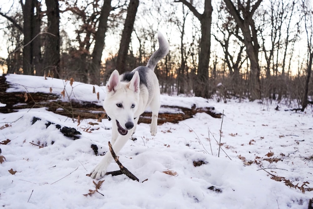 adult fawn and black German shepherd