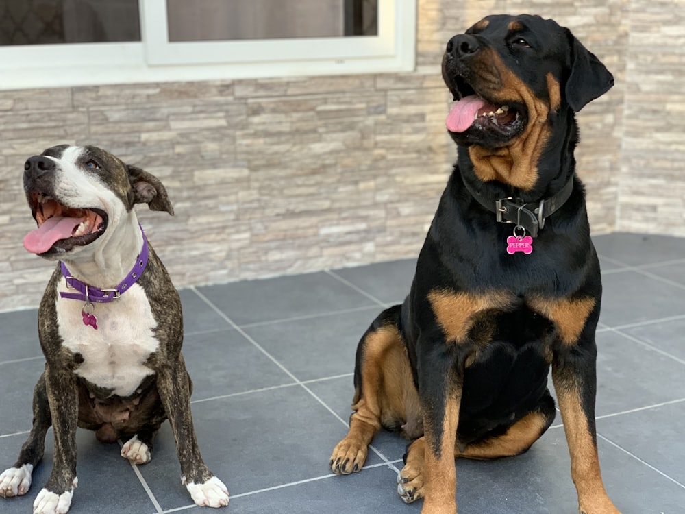 adult mahogany Rottweiler beside short-coat white and grey dog