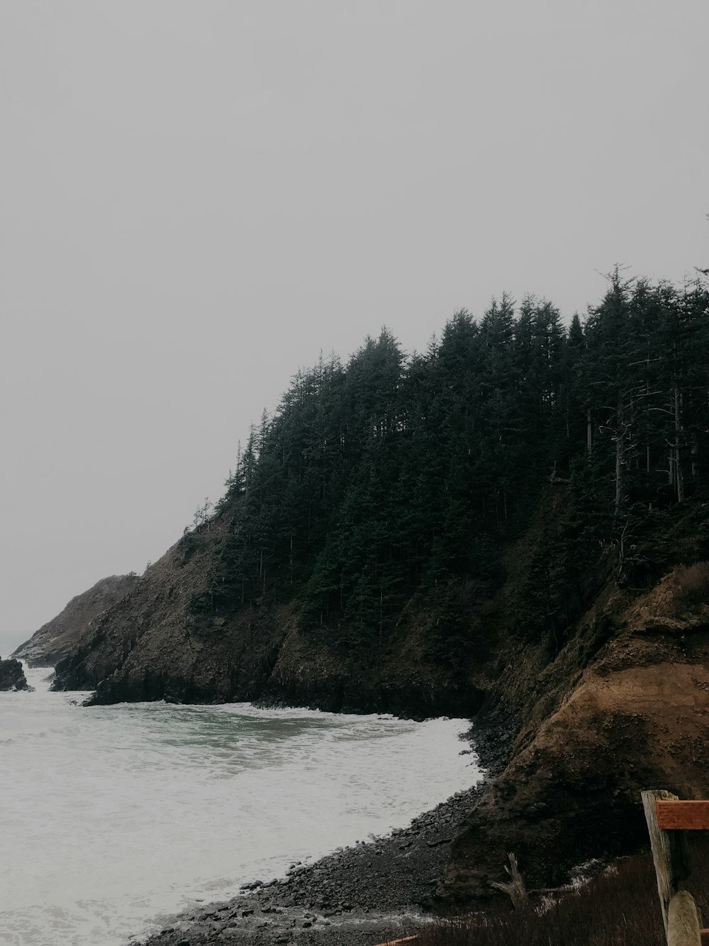 pine trees on crest of hill facing sea