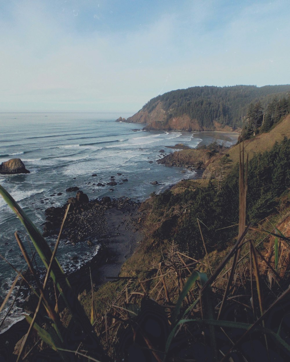 green plants on sea cliff during daytime