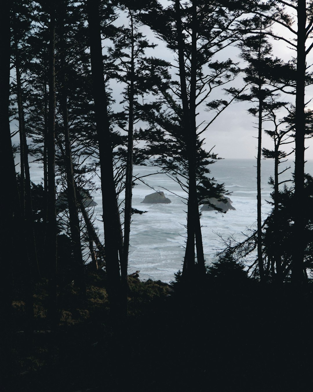 Forest photo spot 84318 Ecola Park Rd Neskowin