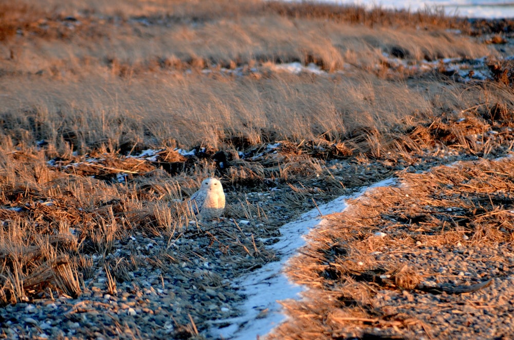 white bird standing on rocks beside grasses during daytime