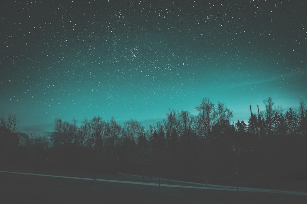 tall trees at night time view