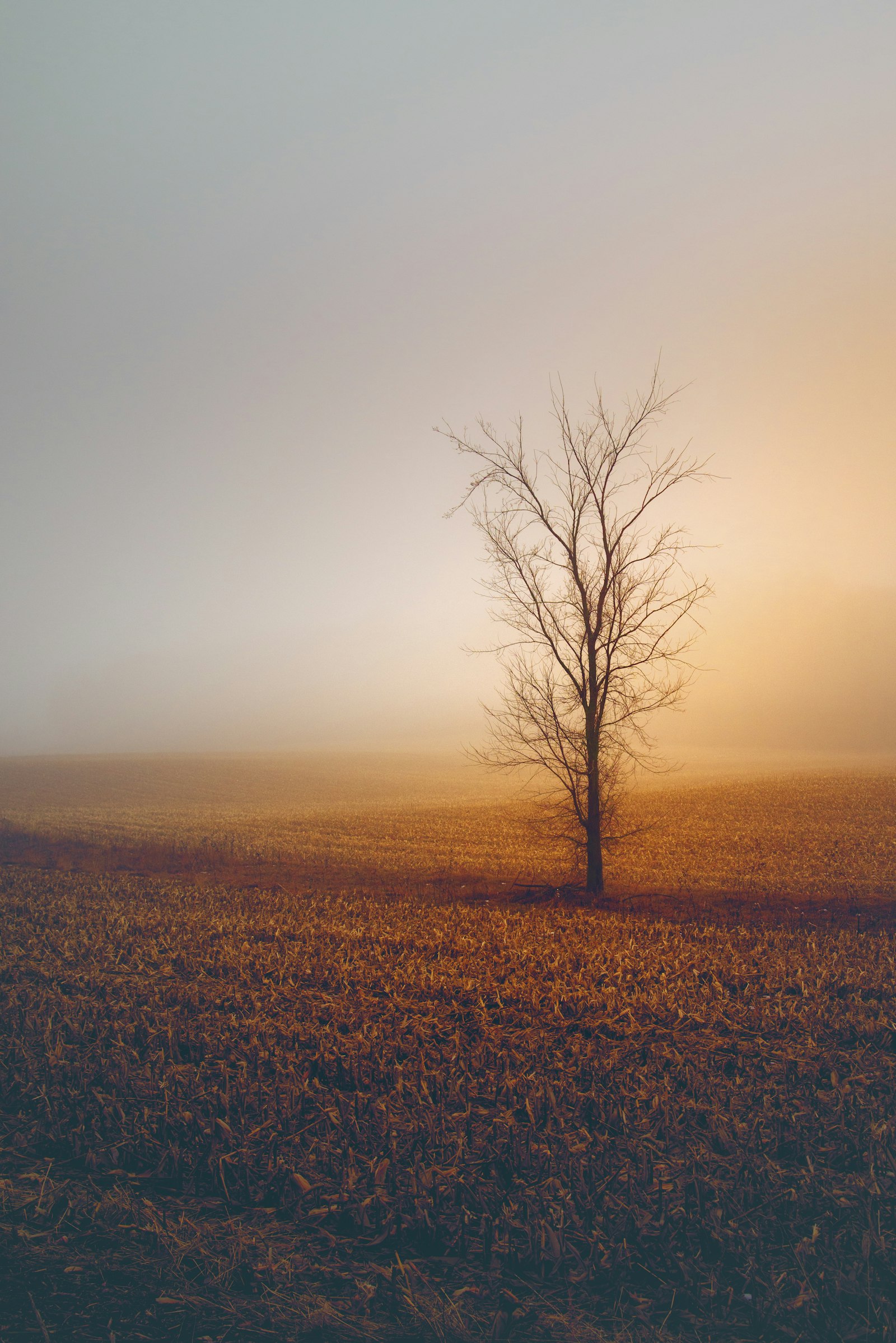 Nikon D800E + Tamron AF 28-75mm F2.8 XR Di LD Aspherical (IF) sample photo. Bare tree during daytime photography