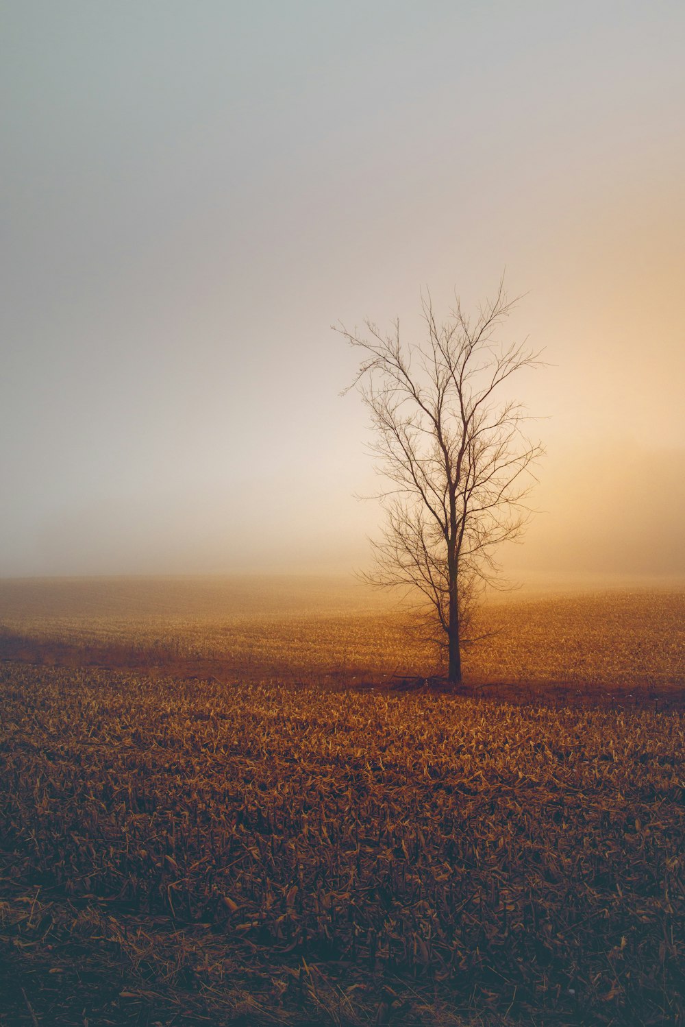 bare tree during daytime