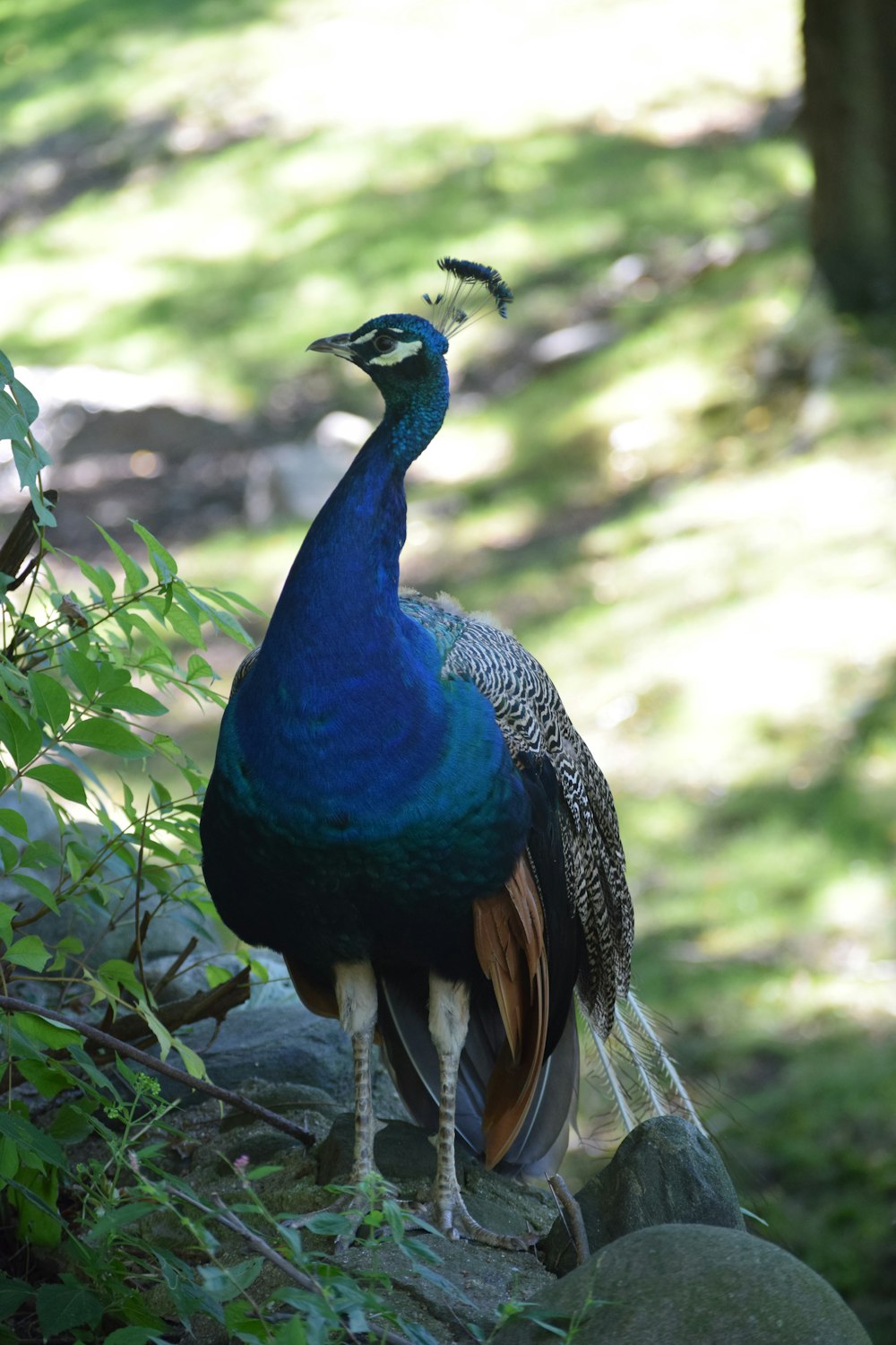 blue, green, and gray peacock beside green plant