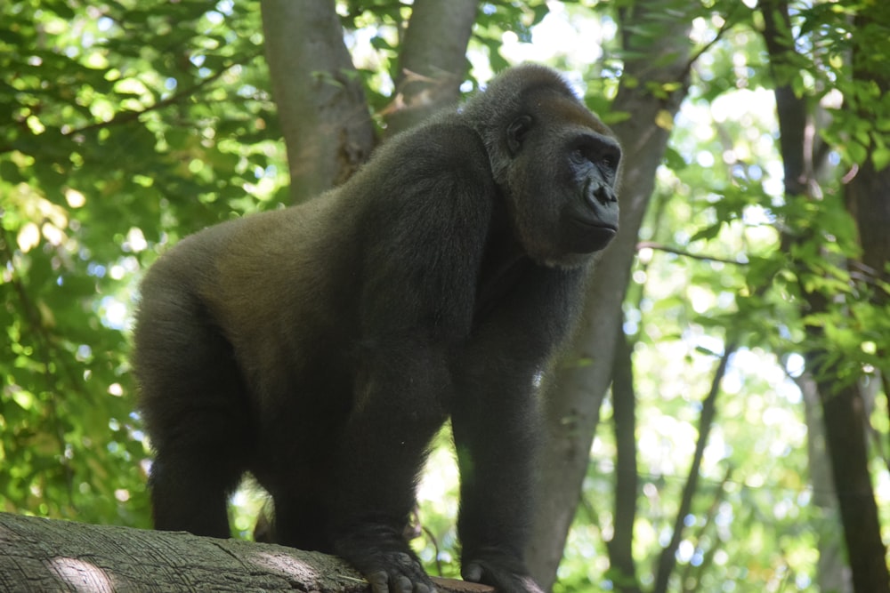 black Gorilla near tree