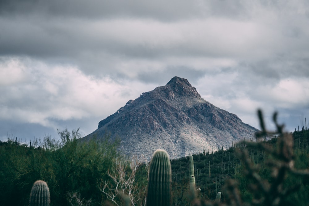 mountain near forest view