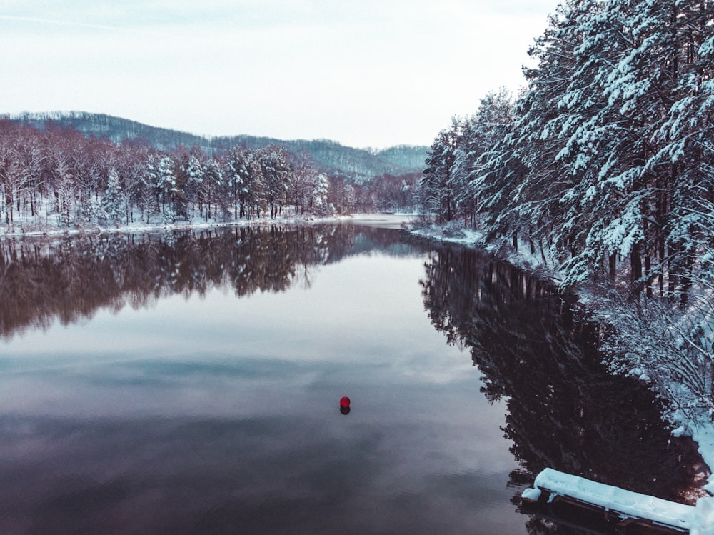 Fotografía de la naturaleza de un cuerpo de agua junto a pinos cubiertos de nieve durante el día